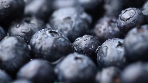 Blueberry background. Filling the screen with a large ripe blueberries.