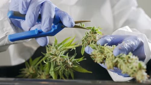 Person in Suit Trimming Cannabis Plant with Scissors