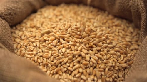 Wheat Grains Pouring into Burlap Sack, Close Up