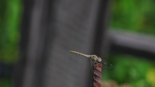 Dragonfly