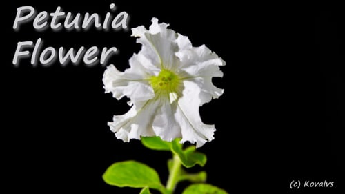 White Flower Blooming Against Black Background