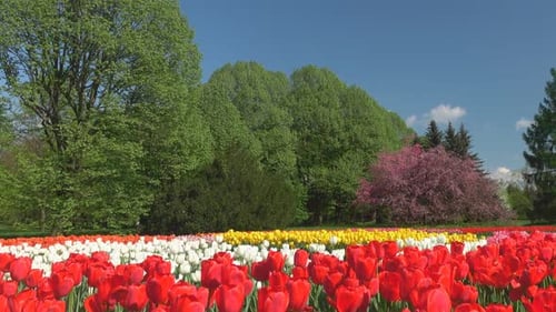 Colorful Tulips Blooming in a Beautiful Spring Garden