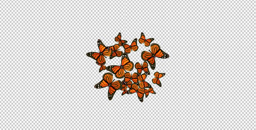 The Group of Butterflies on a Transparent Background