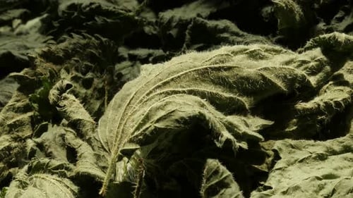 Drying of common nettle Urtica dioica leaves 4K video