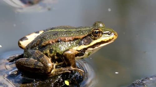 green marsh frog on pond, European wildlife