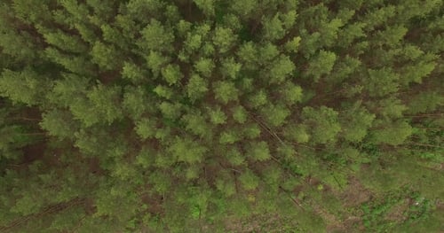 Pine Forest. Aerial View
