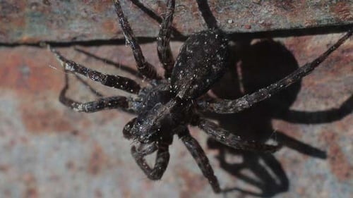 L'araignée bouge ses jambes est effrayée et s'enfuit