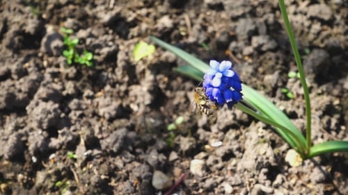 Bee Pollinating Blue Grape Hyacinth Flower in Spring