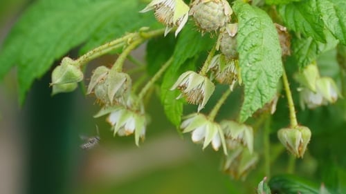 Wasp On a Flower Raspberry
