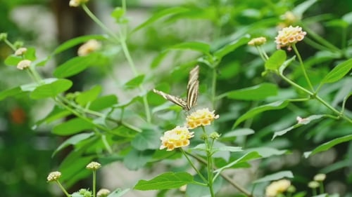 Tropical Butterfly Eats Nectar On a Flower