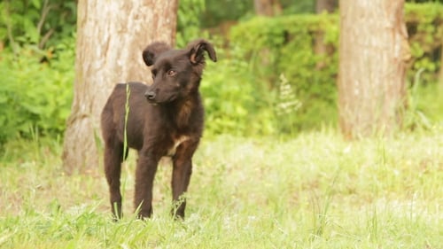 Obdachloser Hund sitzt im Gras