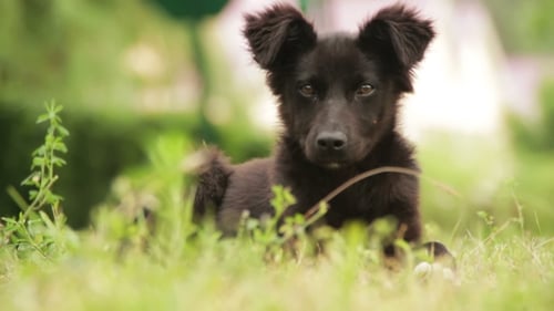 Sweet Puppy Dog Lying in Green Grass