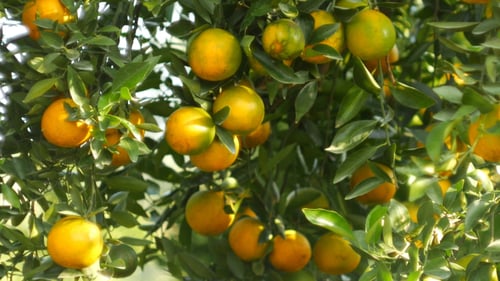 Abundant Tangerine Tree Full of Ripening Fruit