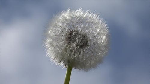 Dandelion Seed Head Against Blue Sky