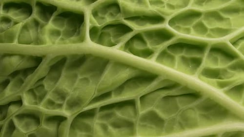 Close up of Cabbage Leaf Texture