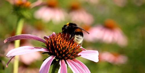Bumblebee