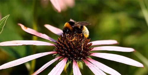 Bumblebee Collects Pollen From Pink Flower Blossom