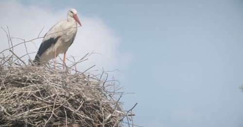Stork In The Nest