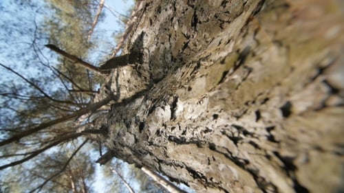 Looking Up a Pine Tree Into Its Canopy.