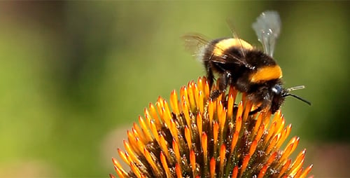 Bumblebee