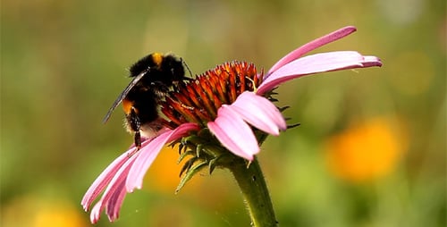 Bumblebee