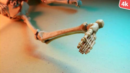 Human Skeleton 251