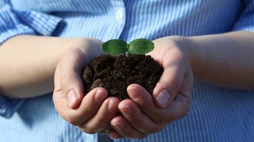 Female's Hands Holding a Small Green Sprout