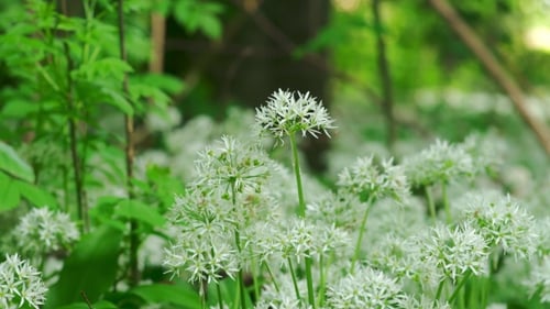 Schöne wilde Blumen im Wald
