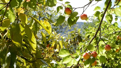 Nature Apricots Fruit in Branch