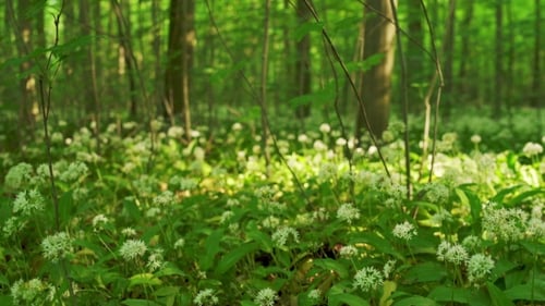 White Wild Flowers In Forest