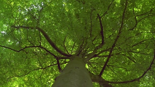 Obere Zweige des Baumes