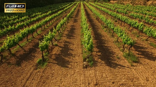 Flying Over the Vineyard in Spring