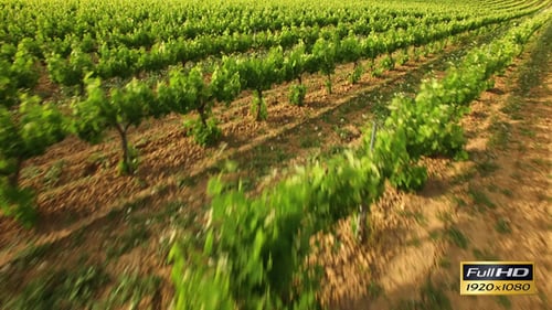 Weinbergkulturen im Frühling - Luftaufnahme