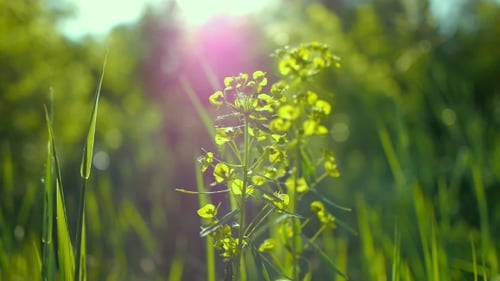 Saftiges grünes Gras Sonne scheint durch die Blätter des Grases Schöner Hintergrund Frühling Sommer