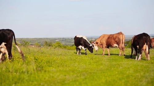 Cows Grazing In The Meadow