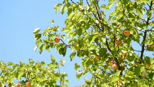Apricots Fruit in Tree