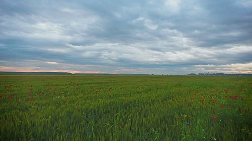 Flying Over A Field Of Poppies