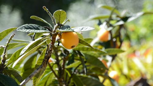 Loquat Fruit in Branch