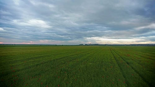 Survoler un champ de coquelicots