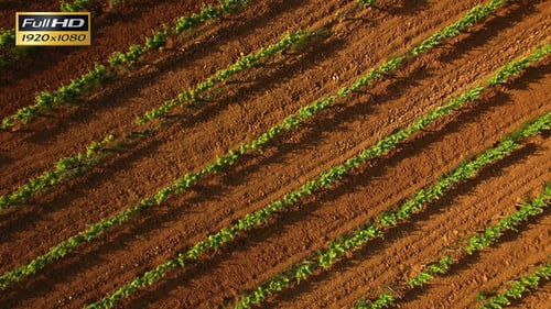 Vineyard Crops at Sunset Aerial View