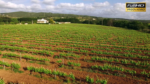 Vineyard Fields at Sunset Aerial View