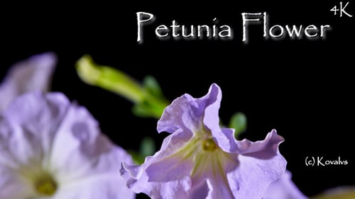 Purple Petunias Blooming Close Up Against Black Background