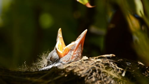 Baby Bird Chick Waiting in Nest Close-up