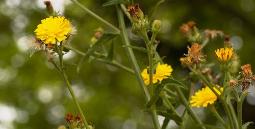 Flowers Growing in the Field