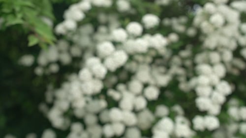 White Flowers On Blooming Bush