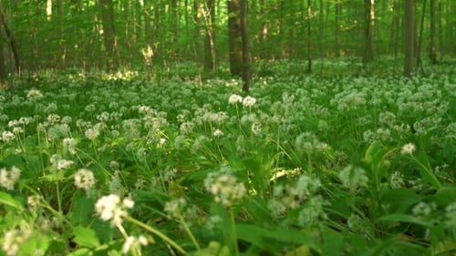 Wild Flower And Grass In The Forest