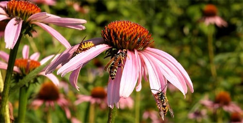 Wasps Crawling on Echinacea Flower in Garden