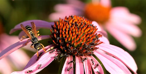 Pink Coneflower Covered with Ants and Wasp