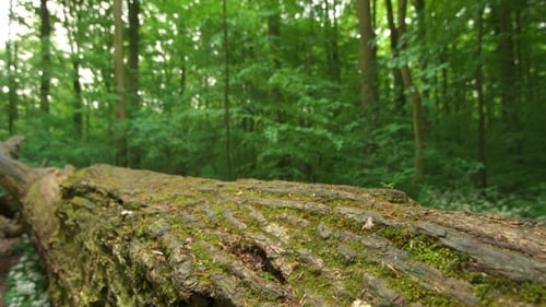Fallen Wooden Trunk In Forest