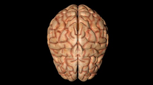 Human Brain in Vertical Rotation